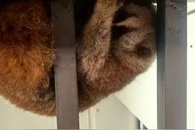 快看！呆萌蜂猴游玩迷路 军警暖心救助图片