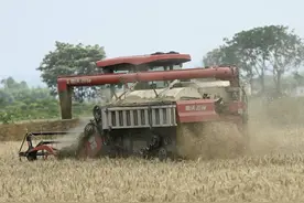 成都环城生态带：收麦子啦！丨图集图片