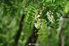 五一假期，来济南这里摘槐花、垂钓、吃铁锅盛宴！图片