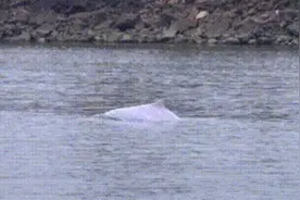 时隔九年！北江又现“迷路”海豚图片