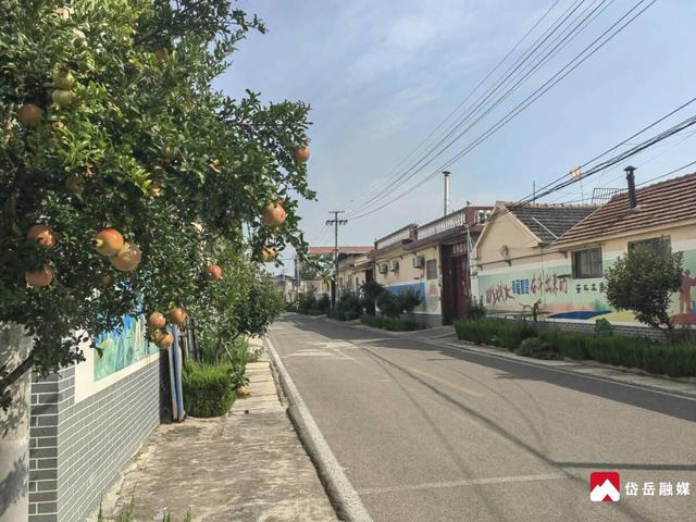 石榴满枝迎丰收 乡村美景入画来