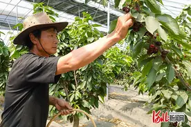 乡村行·看振兴｜夏日坝上樱桃红图片
