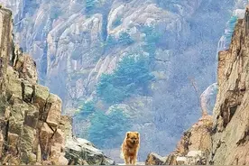 再走崖棚——《那山，那人，那狗》续图片