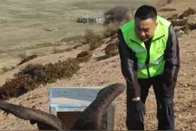 两只国家重点保护野生动物放归迪庆纳帕海图片