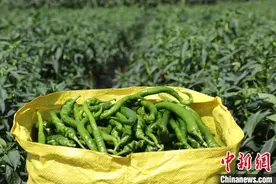 广西柳州：螺丝椒“火辣”上市图片