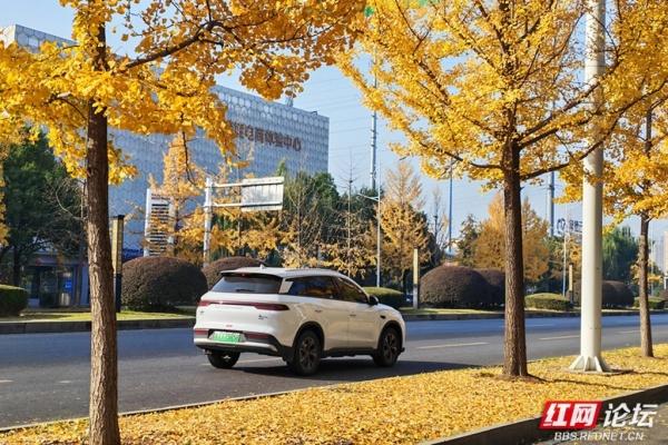 金色长廊！常德柳叶大道迎最佳观赏期