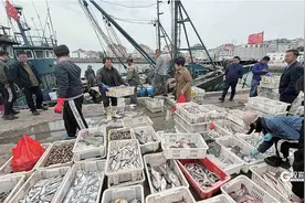 “鲅”占“鲜”机，靠的是更有“性价比”！今年新鲜春鲅鱼即将“收官”图片