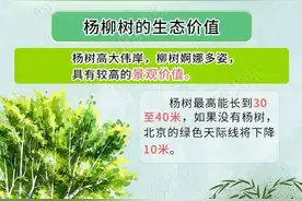 气温回升 北京杨柳飞絮即将进入第二个高发期图片