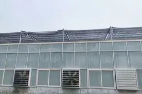 北京连日高温，热带植物竟最怕热！如何防暑大揭秘图片