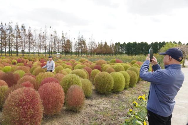 耶~DuangDuang的20亩地肤超出片！