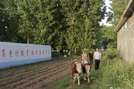7头牛悄悄“跑路” 民警5小时帮忙找回图片