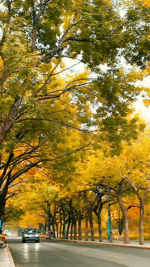 黄金大道秋意浓，石景山这条路进入最佳观赏期！