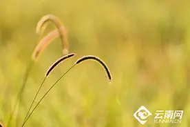 【高清组图】昌宁：时至霜降秋韵浓图片