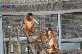 萌翻了，烟台南山公园新添川金丝猴宝宝图片