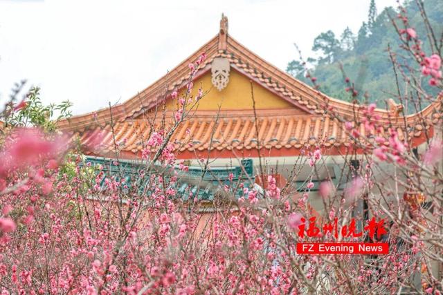 免费开放！福州梅洋，“梅”景如画
