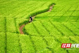 会同县：千亩制种水稻“赶花”忙图片