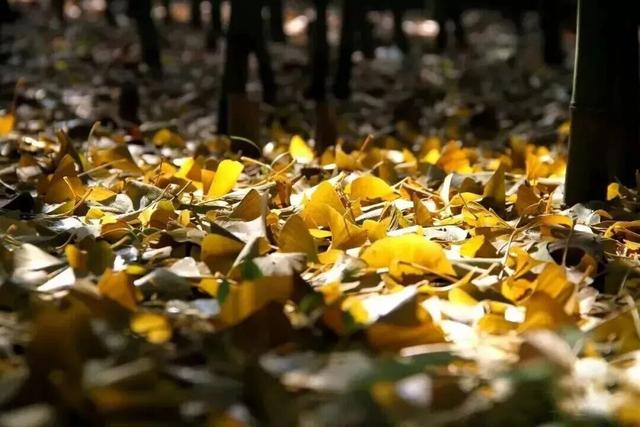 人少景美！北京这些古刹红叶正在最佳观赏期！