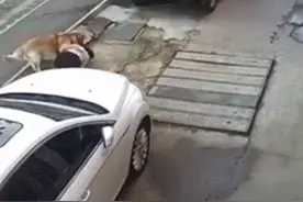 深圳一未牵绳金毛扑倒女子并撕咬怀中小狗，律师：狗主人违反多项法规图片