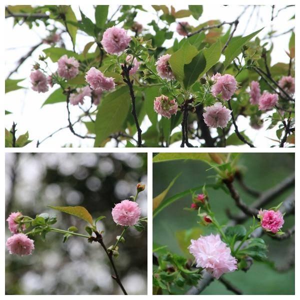孝南：奇！时光春心荡漾，湿地樱姿飒爽
