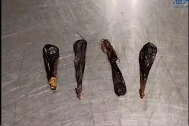 查获熊胆4颗！海关提醒：情节严重可追究刑事责任图片