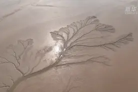 壮美黄河｜黄河三角洲：万里大河东入海 壮美湿地鸟翔集图片