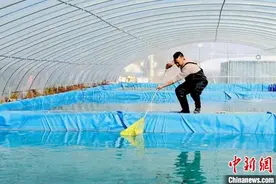 （乡村行·看振兴）江苏沛县：特色养殖生态发展 鸡鱼肉蛋兴村富民图片