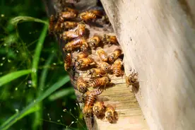 青春华章｜大学生直播助农卖蜂蜜，他们说助农是一种志向图片