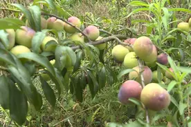 普定县补郎乡：“半边红”李子为乡村振兴添动力图片