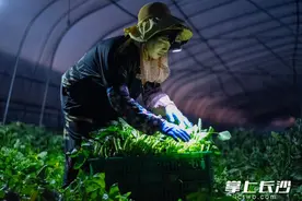 凌晨采摘的空心菜，当天就端上了市民餐桌｜凌晨的长沙样范图片