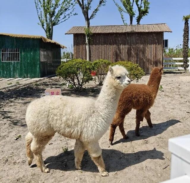 不出闵行，来场“去班味”的治愈之旅！清单已列好→
