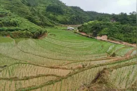 泉州安溪龙涓乡：守护粮食安全 奏响乡村振兴丰收曲图片