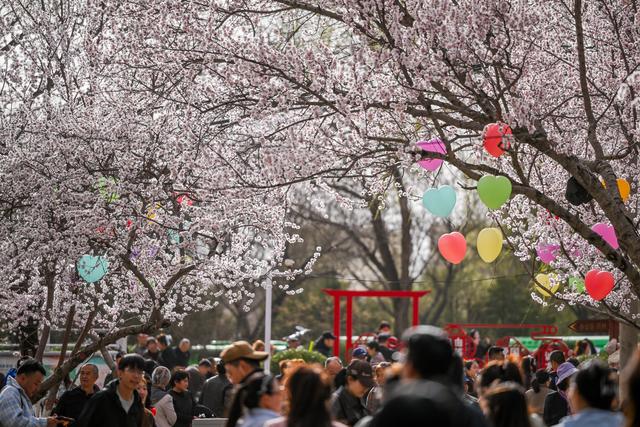 呼和浩特：青城桃花开