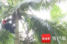 文昌“采椰人”邢福泉：每天可爬30多棵椰子树图片