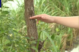 广东茂名一养殖场因内涝致部分鳄鱼出逃 已捕获36条图片