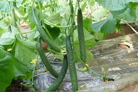 黄瓜明明不是黄色，为什么被称作“黄瓜”？图片