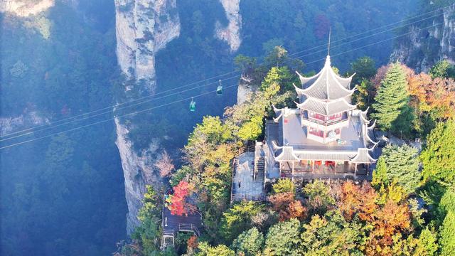 红叶点缀峰林云海，快来张家界赏绝美秋色！