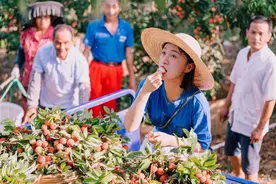 绯红千年：荔枝纹脉里的东方爱情经济学图片