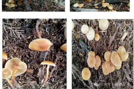 警惕！不要吃！这种致命毒菌正迎来生长旺季图片