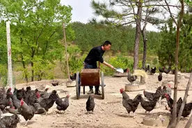 养蝉成风尚 鸡蛋论个卖 南阳市卧龙区：林下生金 绿富双“赢”图片