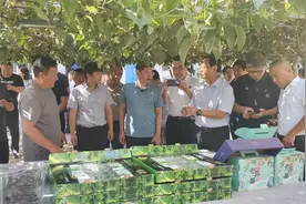 甜“猕”产业里的“致富密码”图片