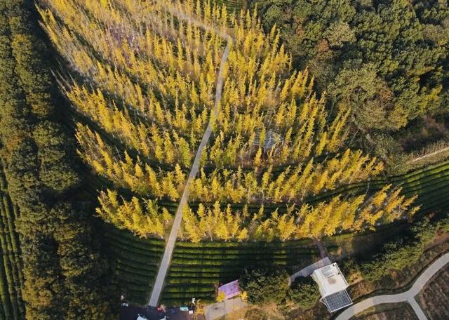 邂逅如画江西的小“杏”运