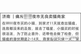 夜市买回小猫，才四天就去了“喵星”！记者暗访济南“星期猫狗”市场图片
