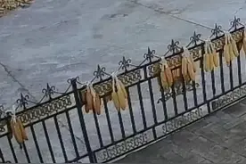 老虎伤人，责任谁担？图片