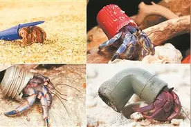 寄居蟹学会用垃圾作壳为“家”图片