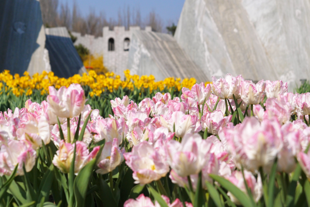 郁金香盛放，花朝启雅韵！4月3日赴鲜花港之约
