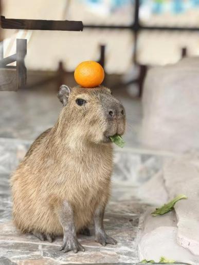 卡皮巴拉“萌萌”出逃！无锡太湖植物园发布寻豚启事！