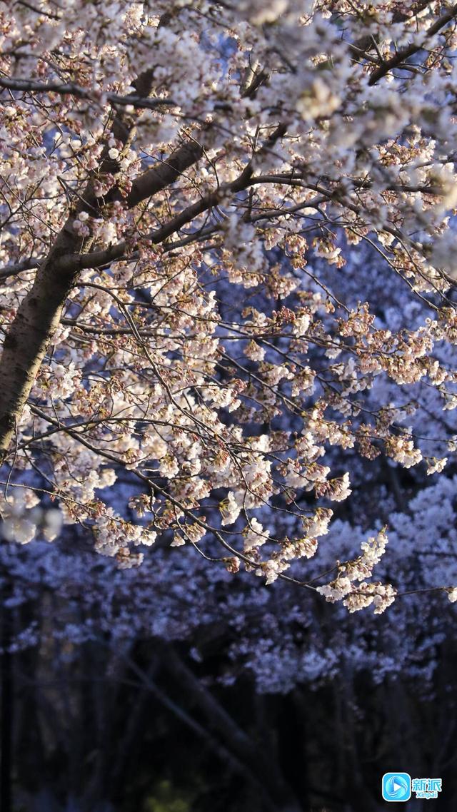 不负春日好时光，潍坊赏花指南请收好