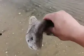 市民赶海捡到“鲨鱼宝宝” 专家：不是保护动物可自行处理图片