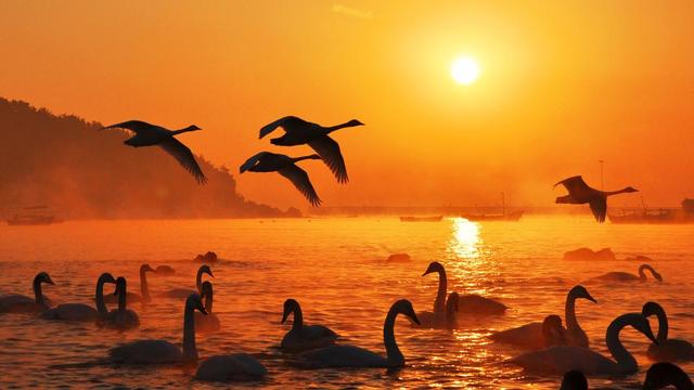 万鸟翔集引客来！生态向好催热山东“观鸟经济”