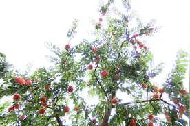 北京平谷早桃上市 甜蜜开启“鲜桃季”图片